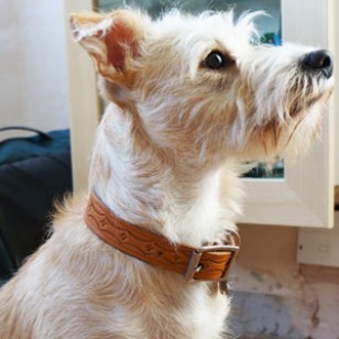 Terrier And Small Dog Collar - 1" Wide - Hand Tooled In Natural Leather to fit up to 18 inch neck