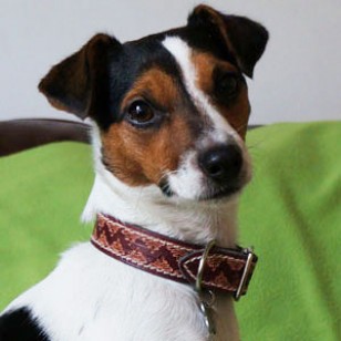 Terrier Collar - 3/4" - Wide Hand Tooled Leather in Dark Brown to fit up to 14 Inch Neck