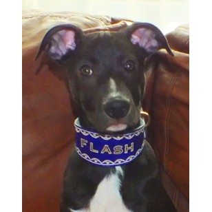 Whippet or Small Lurcher Collar in Blue Leather Hand Tooled with Name