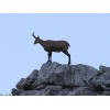 Chamois Leather